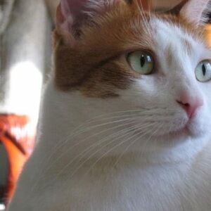 $12 - Breaker of Hearts - Unlisted Item